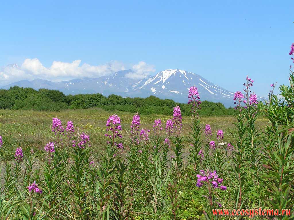 Plain meadows in the Avachinskaya valley.
Fireweed or Rosebay Willowherb (Chamaenerion angustifolium) in the foreground