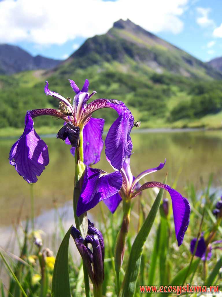 Ирис щетинистый (Iris setosa).
Горный массив и озеро Вачкажец