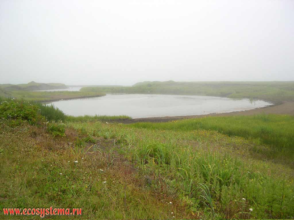 Waterlogged coastal meadow in the river estuary.
Pacific Ocean coast, Halaktyrsky beach