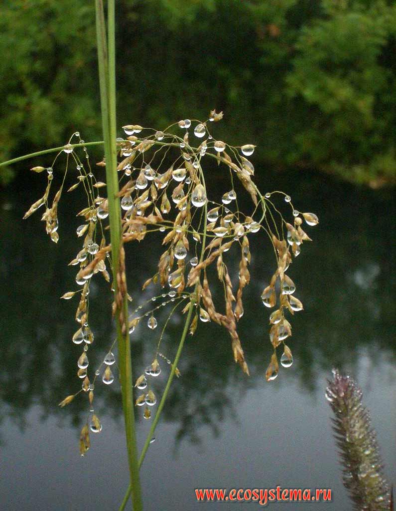Loose silkybent, or common windgrass - Apera spica-venti