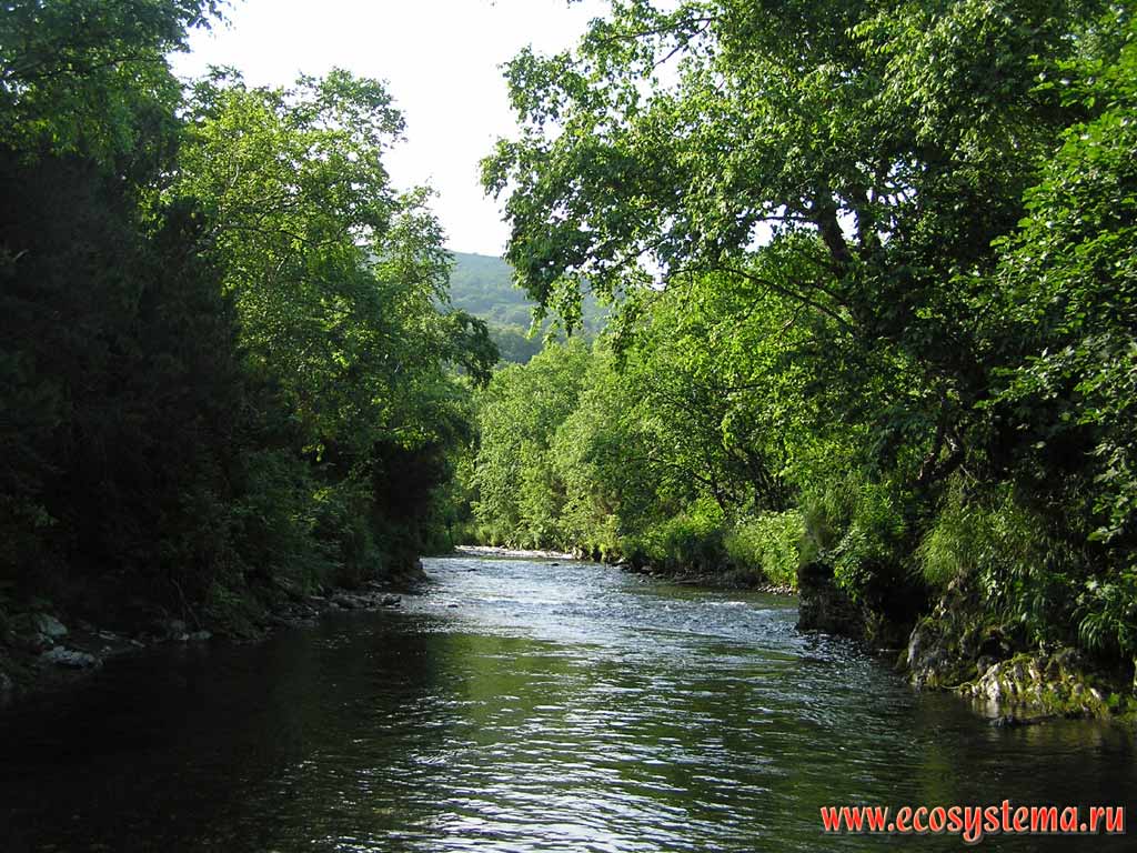 Small river near Pinachevo village. Willow-alder river valley forest