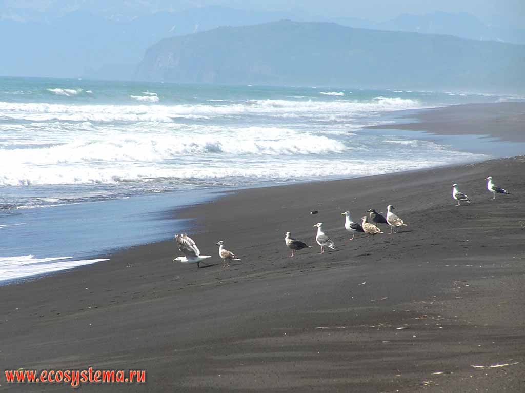 Halaktyrsky beach, the flock of Slaty-backed Gulls (Larus schistisagus)
