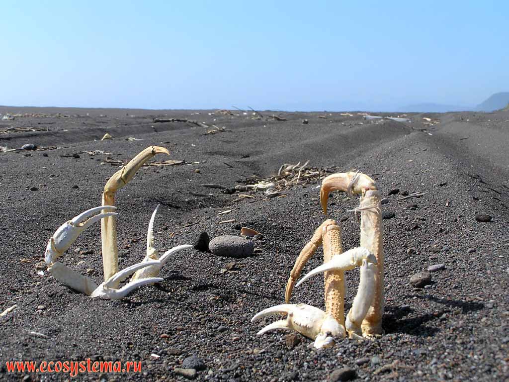 Скелет (панцирь) камчатского краба (Paralithodes camtschatica) в песке.
Халактырский пляж - Тихоокеанское побережье севернее Петропавловска-Камчатского