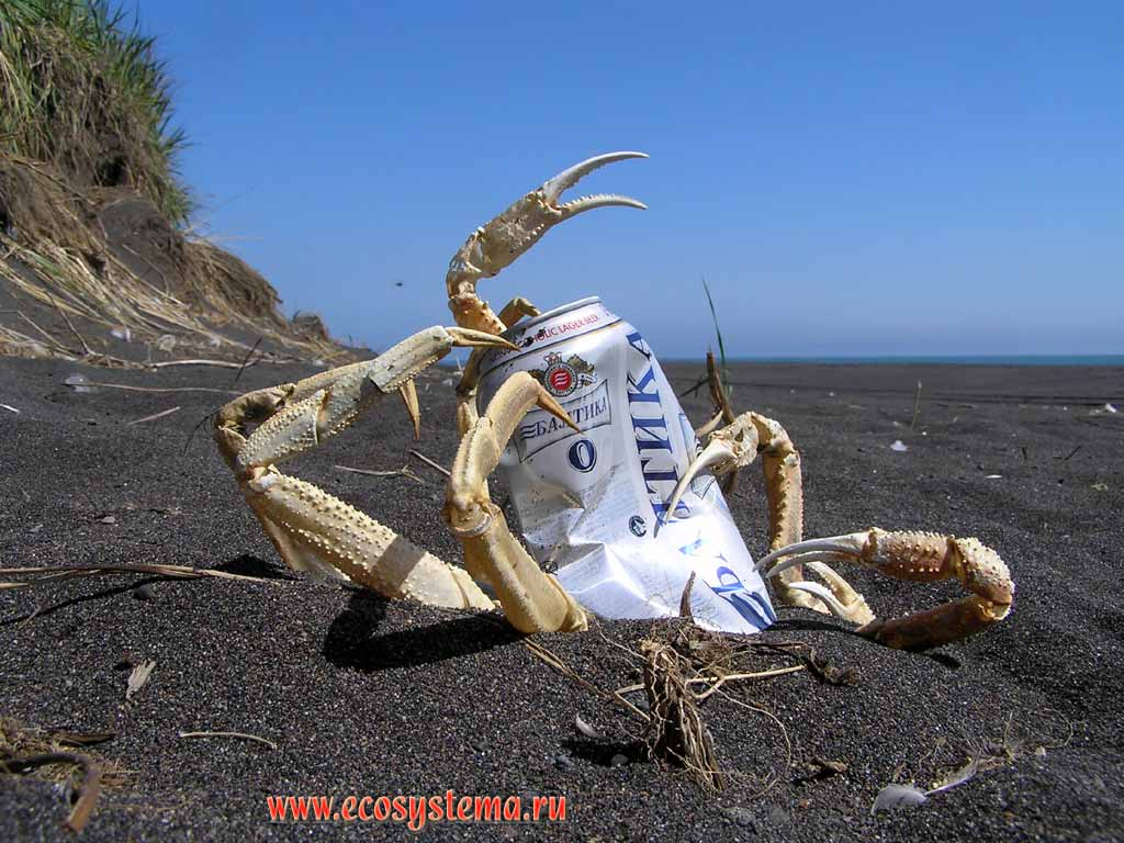 Large crab (Alaskan king crab) after beer drinking :)