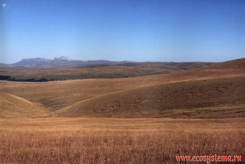 Сухие (ксерофитные) альпийские луга на плато Бечасын (2200 м. н.у.м.).
Северный Кавказ, Приэльбрусье, Карачаево-Черкесия