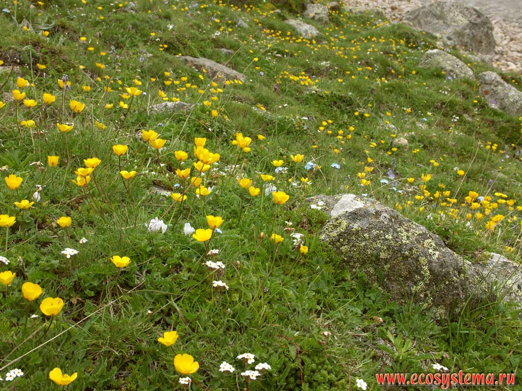 Alpine meadow (2750 m above sea level) with predominance of Buttercups (Yellow-cups)