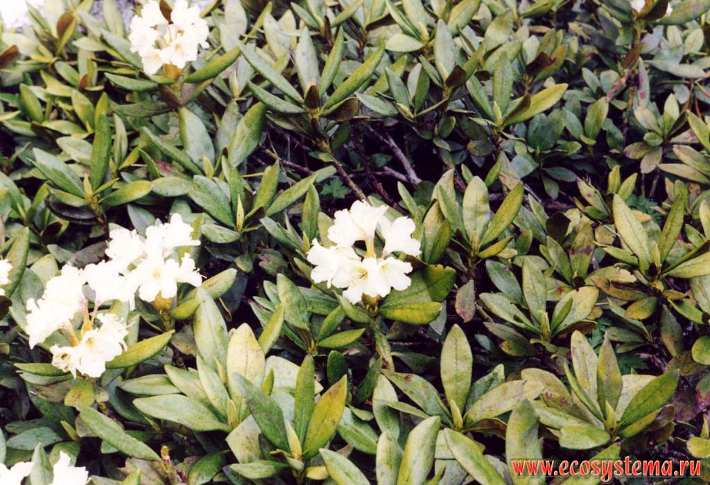 Рододендрон кавказский, или белый (Rhododendron caucasicus)