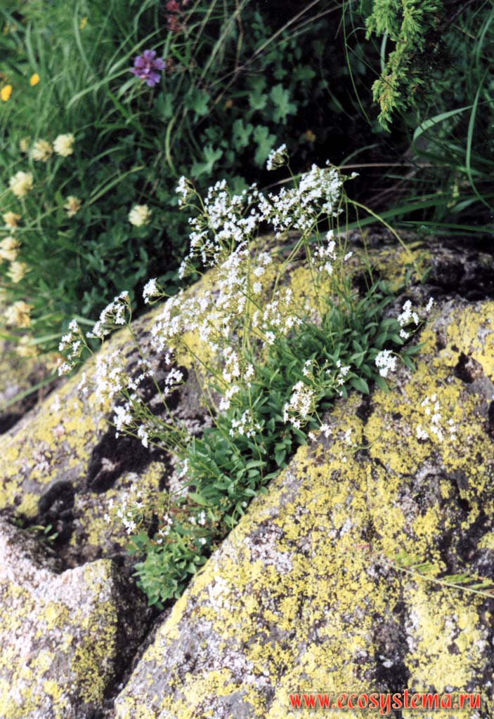 Alpine Valerian (Valeriana alpestris Stev.)