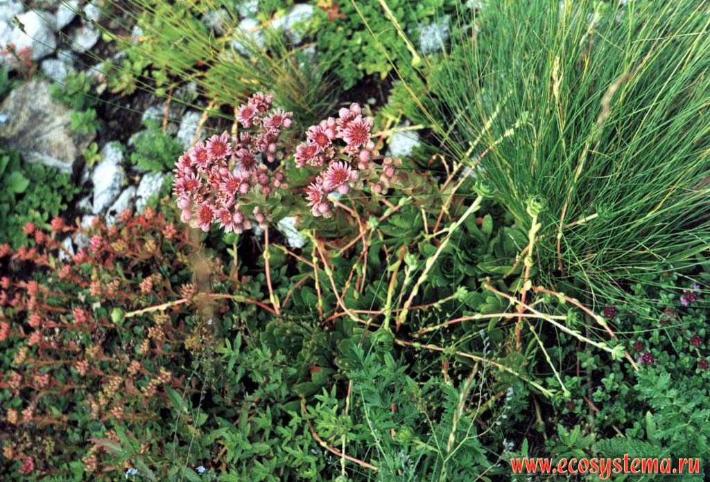 Caucasian Houseleek (Sempervivum caucasicum Rupr.ex Boiss.)