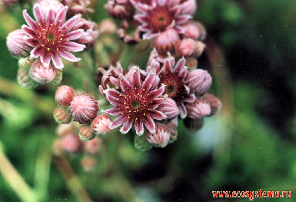 Молодило кавказское (Sempervivum caucasicum Rupr.ex Boiss.)