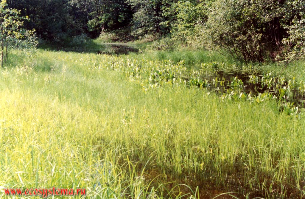 Waterlogged former river-bed. Sedge (Carex acuta) and Bog arum (Calla palustris) community