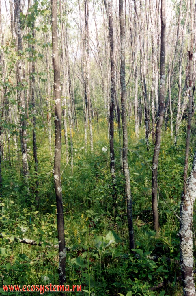 Ивняк из вербы (Salix acutifolia) (мелколиственный лес) на прирусловом валу реки Керженец.
Подзона южной тайги, Керженский заповедник, Нижегородская область