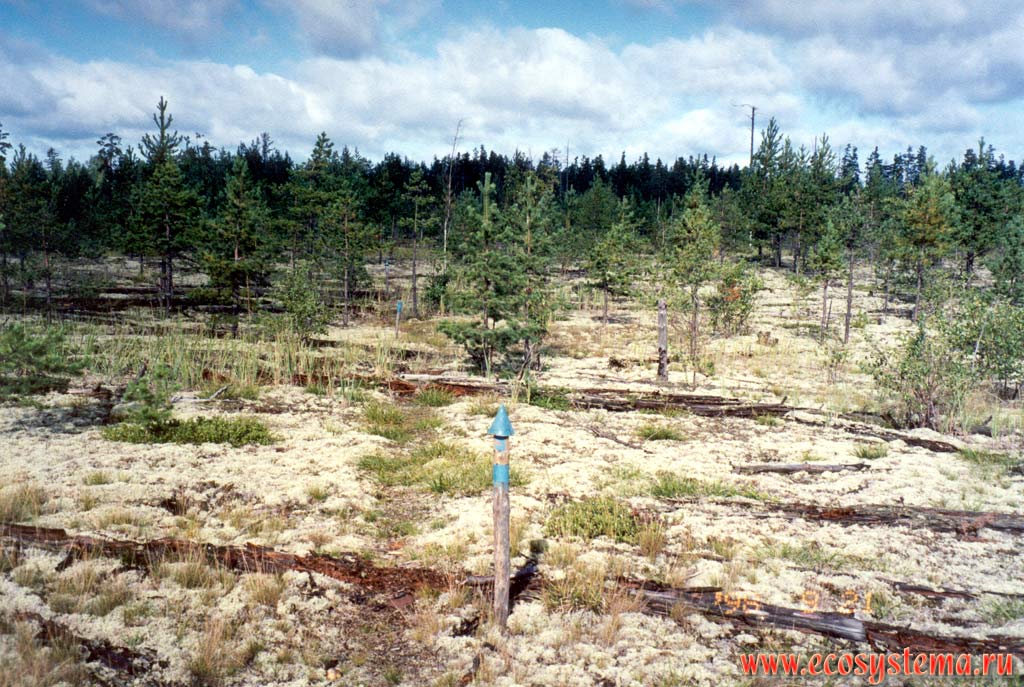 Young lichen pine forest on the forest fire (from 1972) site