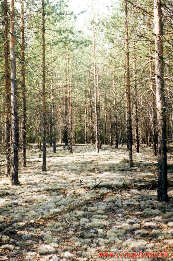 Lichen pine forest on the dry (strongly drained) sand-dune