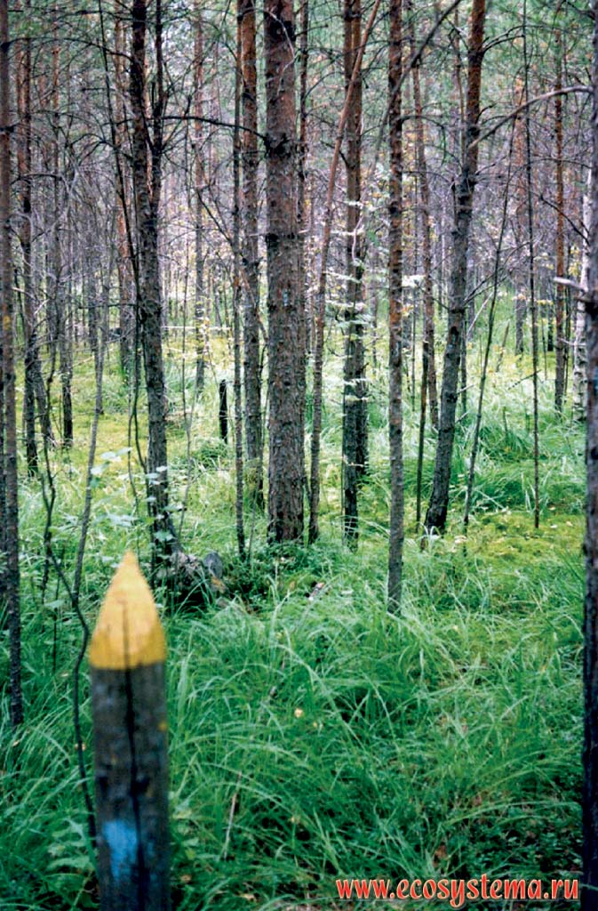 Green-mossed pine forest in the waterlogged (insufficiently drained) hollow
