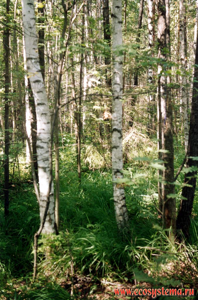 Березняк молиниевый (мелколиственный лес) на водораздельной поверхности.
Подзона южной тайги, Керженский заповедник, Нижегородская область