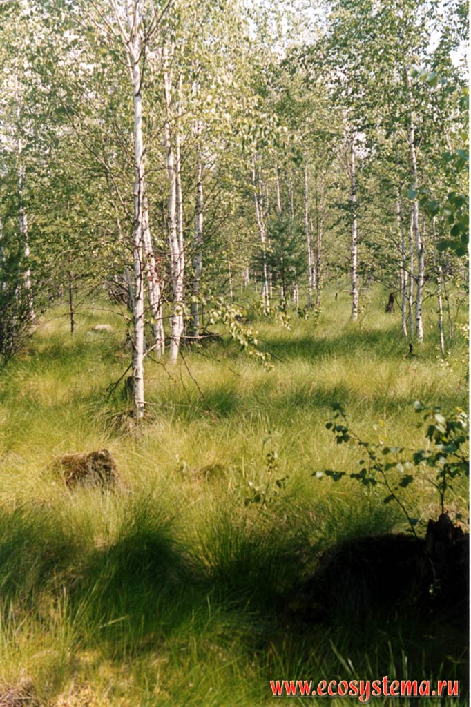 Sphagnum-Сotton-grassed birch forest bog in the waterlogged hollow