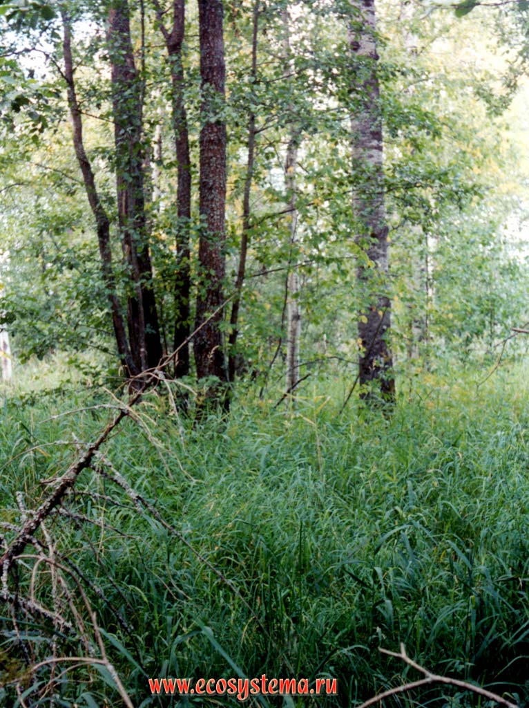 Черноольшаник двукисточниковый (мелколиственный лес) в пойме реки Вишня (левый приток реки Керженца).
Подзона южной тайги, Керженский заповедник, Нижегородская область