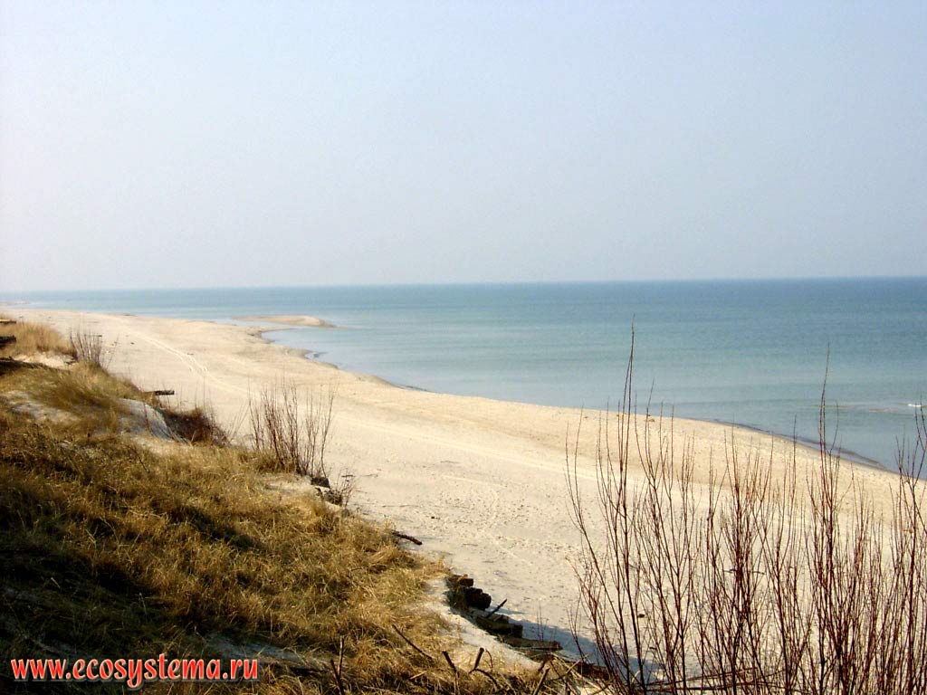 Песчаный пляж на берегу Балтийского моря. Вид с авандюны (обращенной к морю, передовой дюны).
Калининградская область, национальный парк Куршская Коса