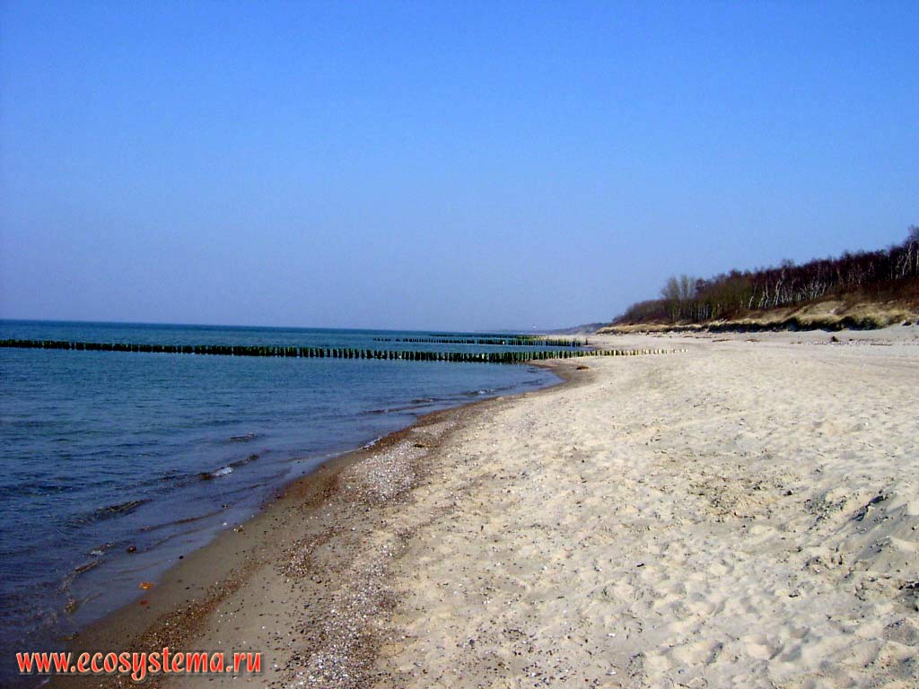 Песчаный пляж на берегу Балтийского моря. Калининградская область, национальный парк Куршская Коса