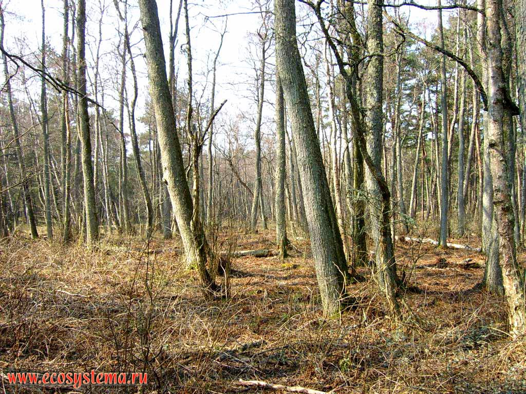 Заболоченный черноольшанник (Alnus glutinosa) (мелколиственный лес).
Калининградская область, национальный парк Куршская Коса