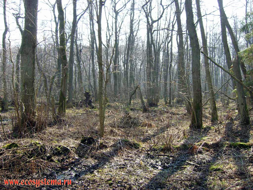 Заболоченный черноольшанник (Alnus glutinosa) (мелколиственный лес).
Калининградская область, национальный парк Куршская Коса
