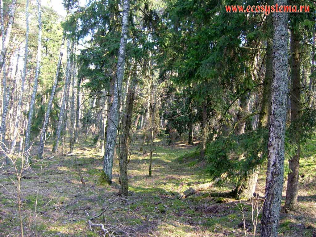 Заболоченный смешанный лес. Калининградская область, национальный парк Куршская Коса