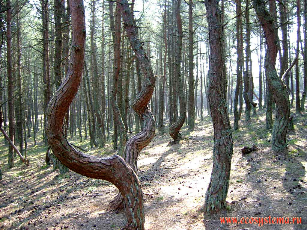Dancing forest - the result of pine caterpillar (Rhyacionia or Petrova resinella) work.