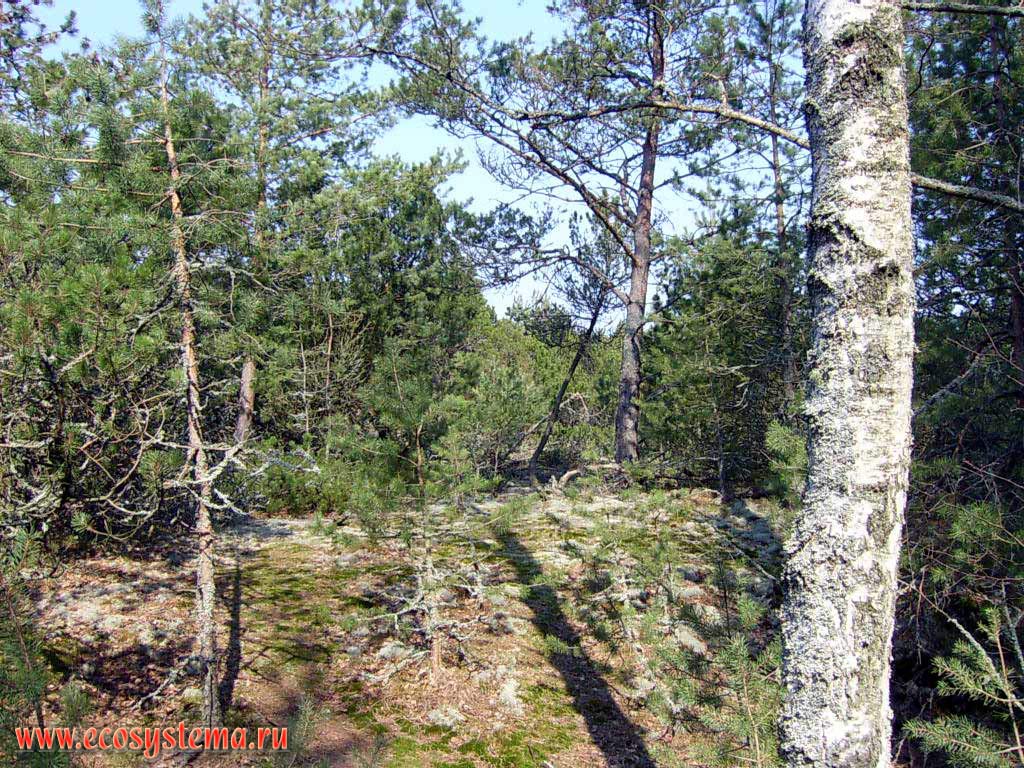 Сосновый (светлохвойный) лес из горной сосны (Pinus mugo) на высоте (дюне) Мюллера.
Калининградская область, национальный парк Куршская Коса
