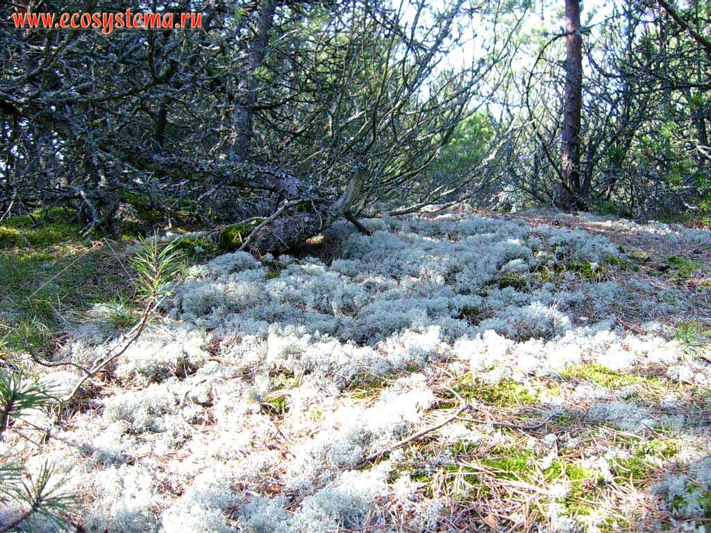 Cladonia cover in the pine forest.