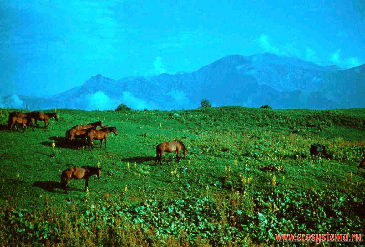 Horse-run at alpine meadows.