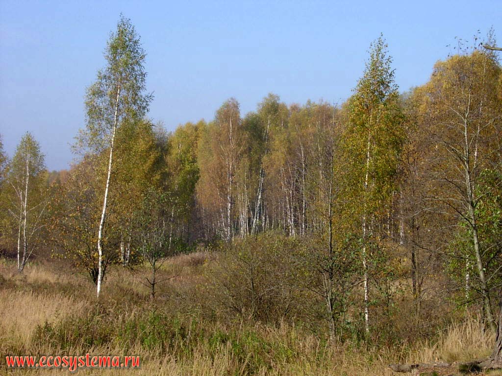 Autumn. Birch forest in the Kliazma river valley.