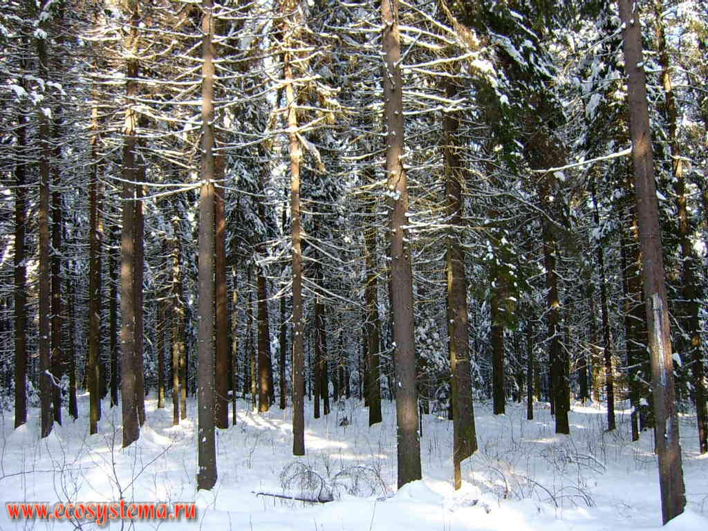 Winter Spruce forest. 