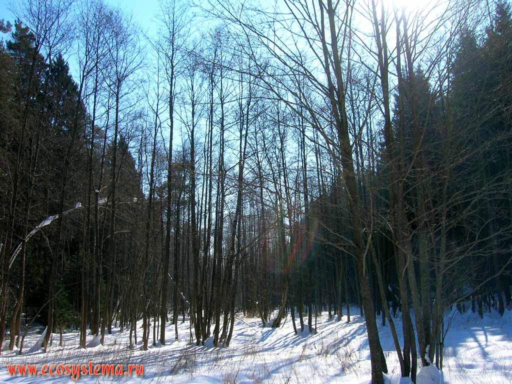 Зимний лес. Черноольшанник (Alnus glutinosa (L.) Gaertn.) в пойме лесного ручья, текущего в балке