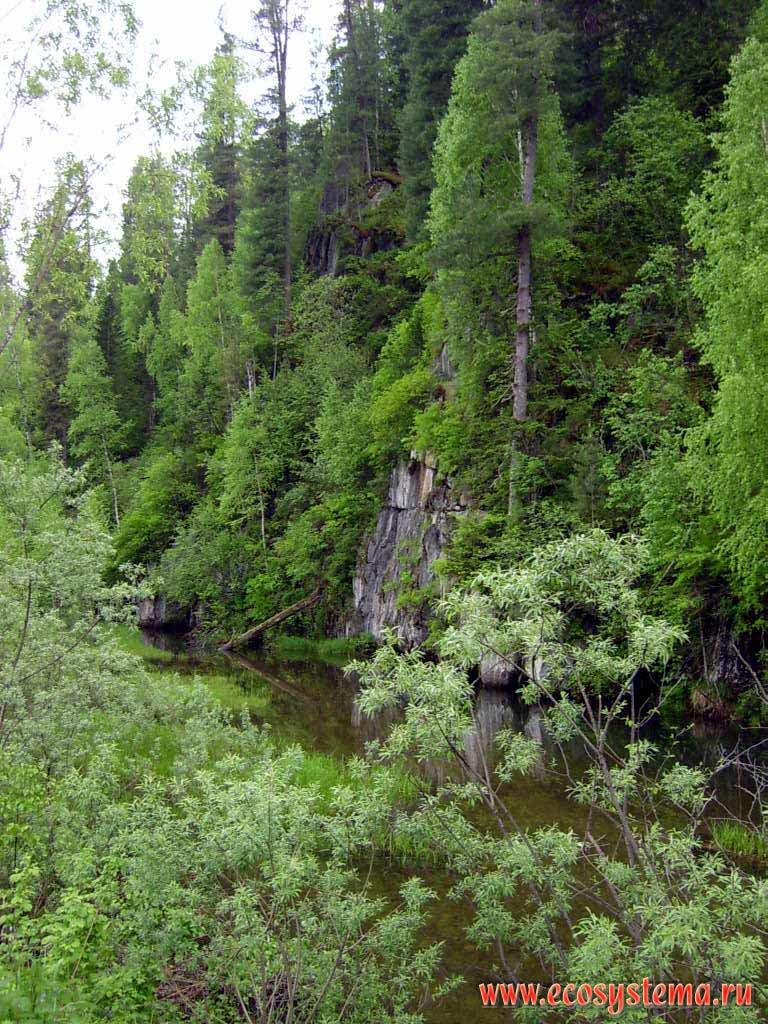 Смешанный лес и ивняк на берегу лесной речки в предгорьях