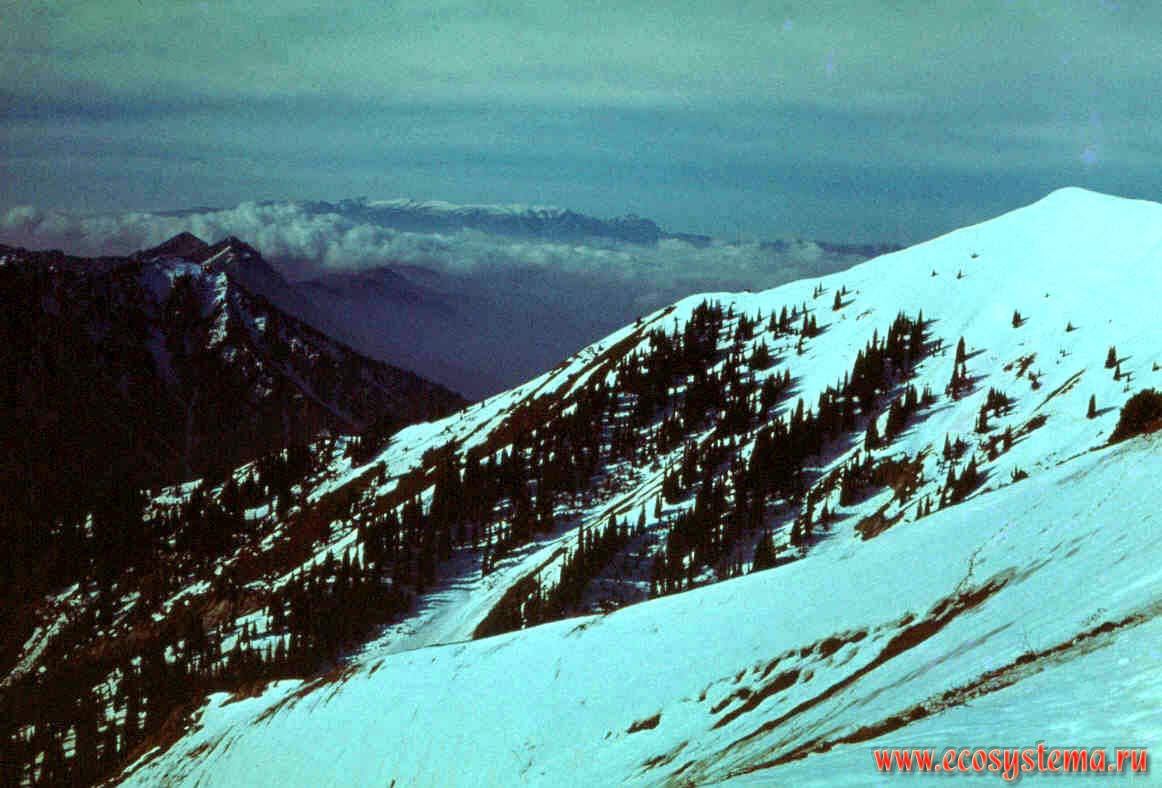 Вид на горную систему Памиро-Алая с Чаткальского хребта
(с Тянь-Шаня). Высотная поясность: зона верхней границы леса