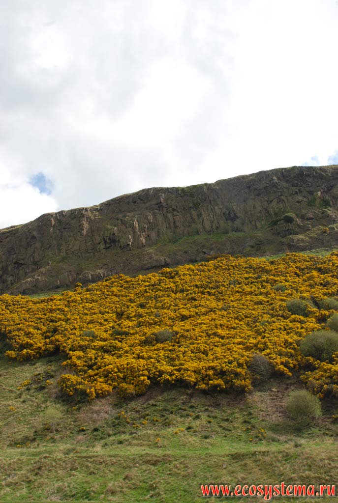 Склоны гор, покрытые цветущим европейским (английским) колючим дроком,
или утесником (Ulex europaeus, семейство Бобовые - Leguminosae).
Северо-Шотландское нагорье, Грампианские горы, Шотландия, Великобритания