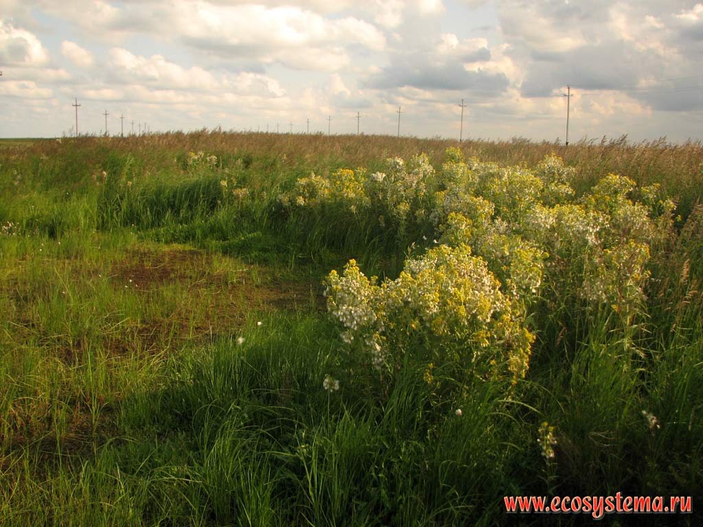 Groundsel (Senecio) bush on the edge of the road embankment (Calamagrostis langsdorfii (Link) Trin. on the right)