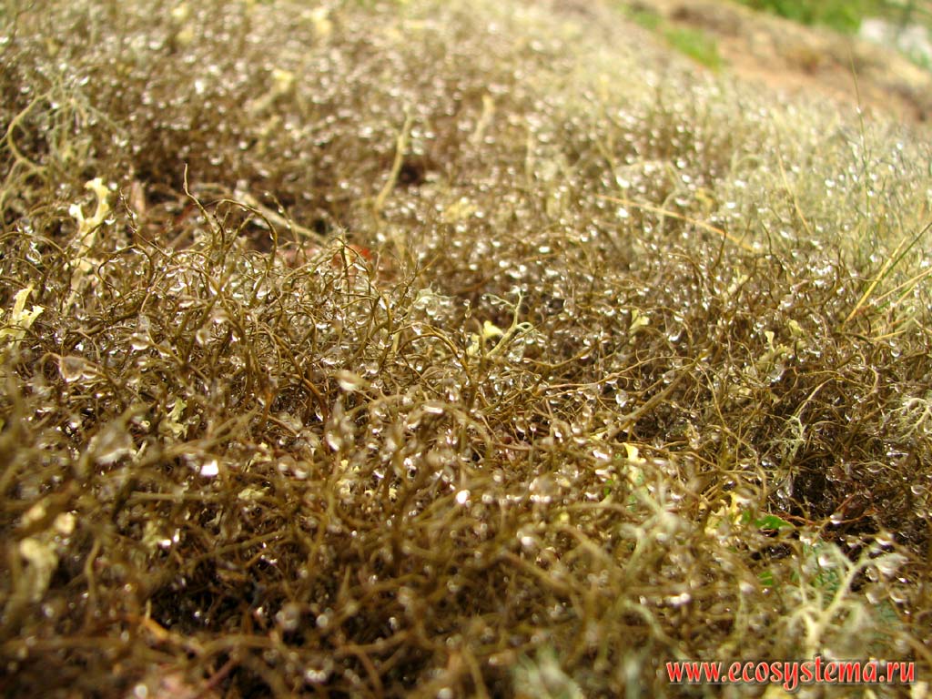 Gray witch’s hair lichen (Alectoria nigricans) after the rain