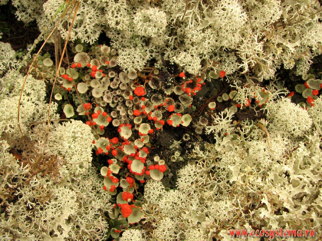Red pixie cup lichen (Cladonia coccifera)