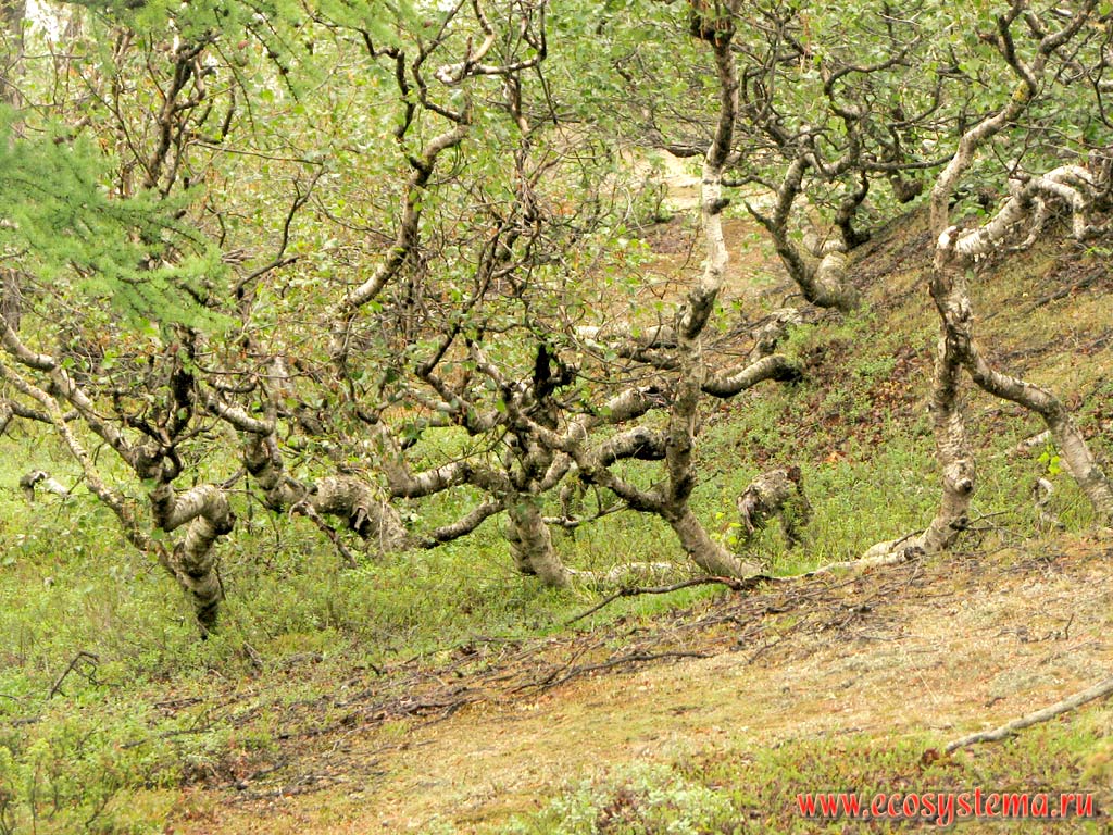 Mountain birch (Betula tortuosa) forest