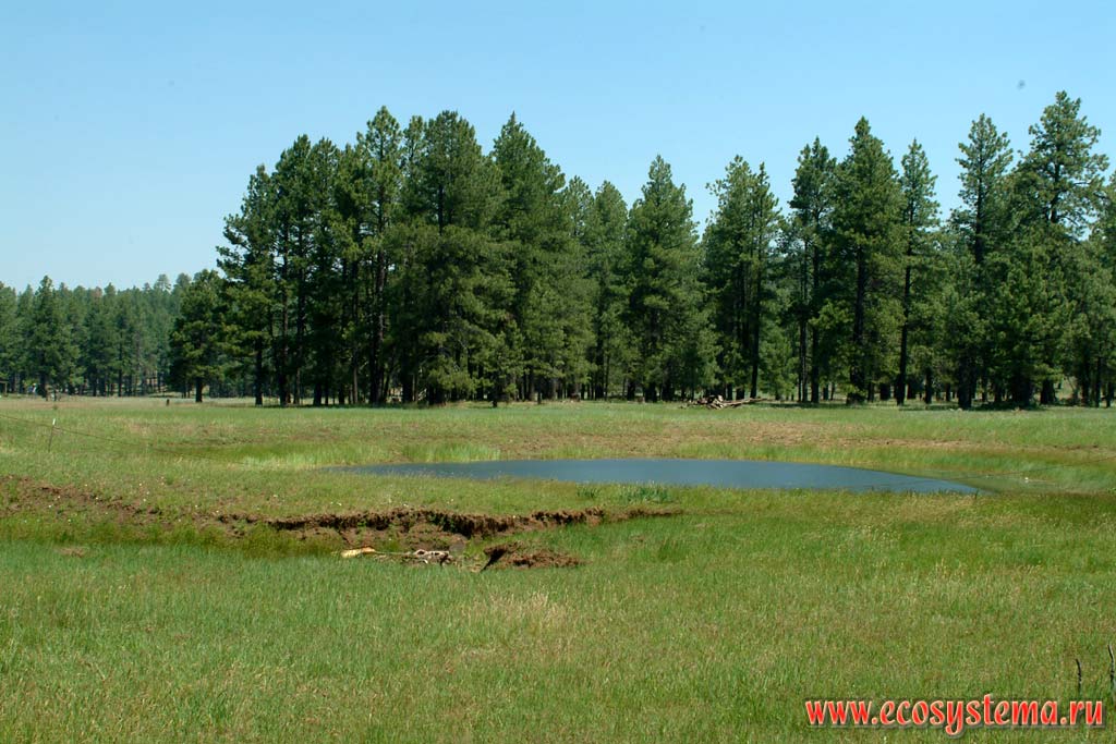 Pine forest and natural meadows on the mountain plateau (2 000 meters above sea level). Arizona