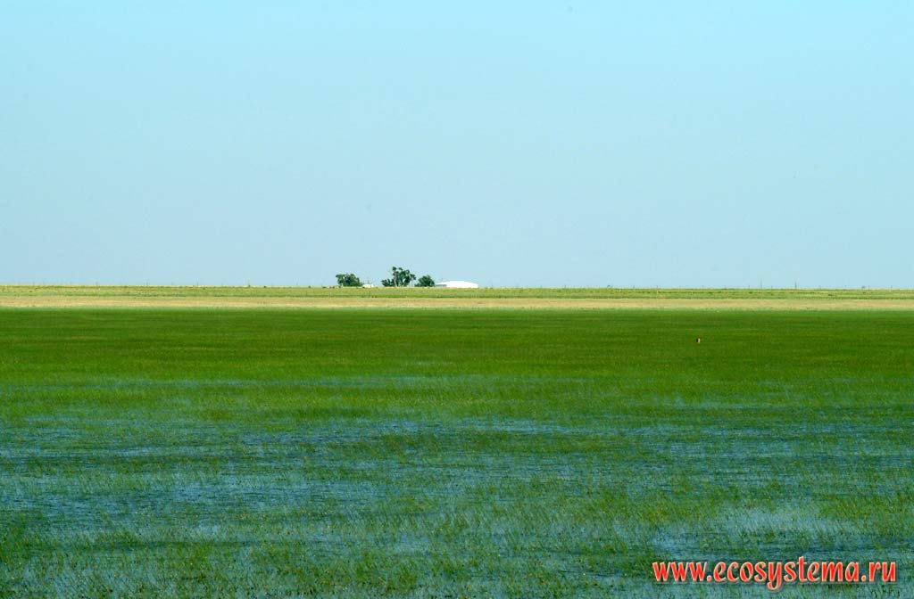 Paddy-fields (rice plantations) in Texas