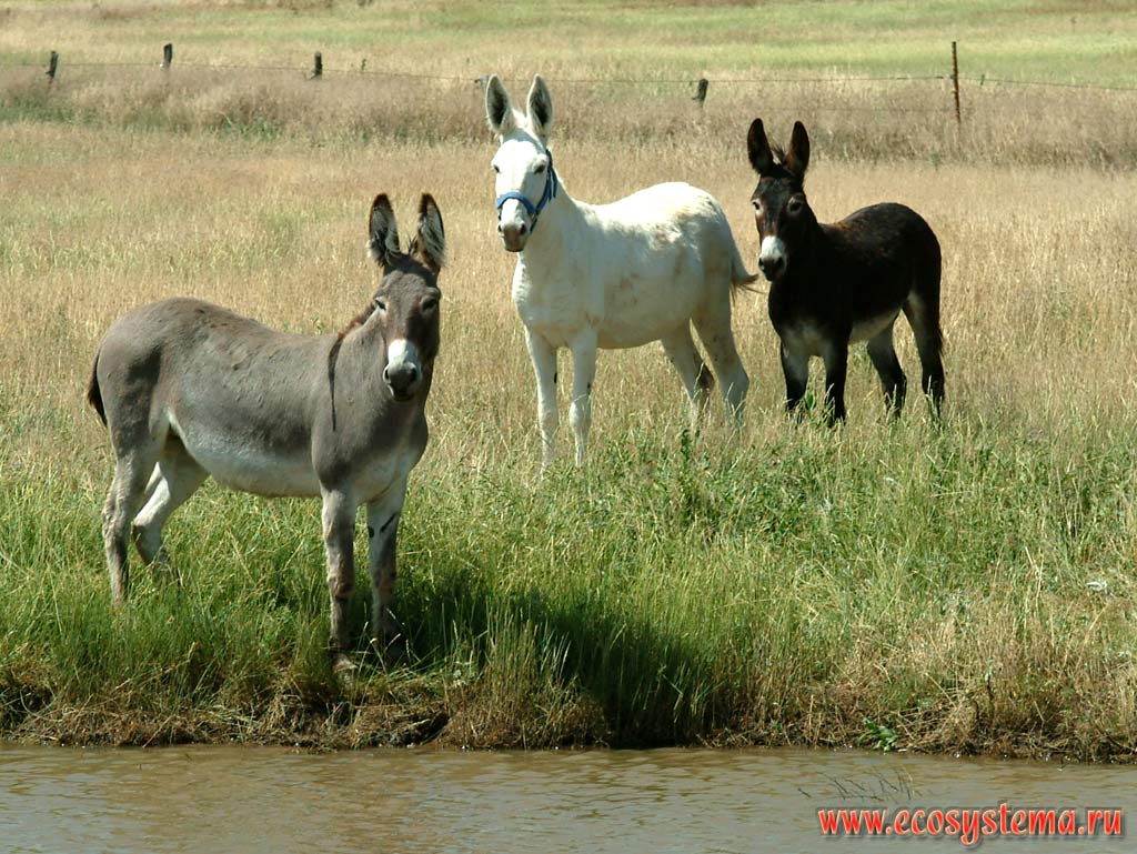 Donkeys on the watering place