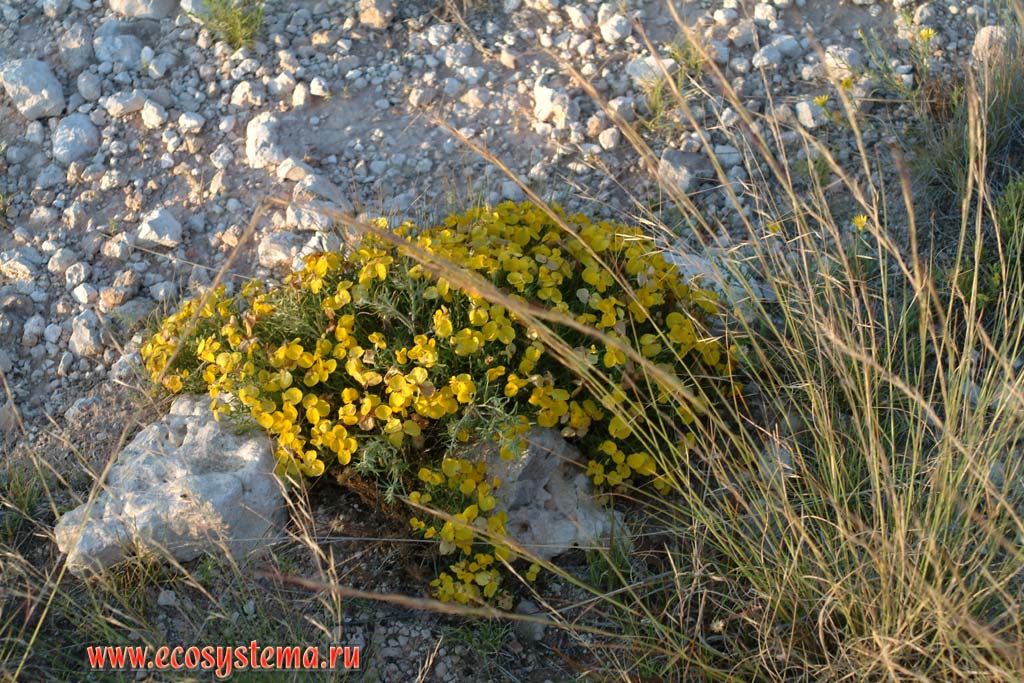 Молочай (Euphorbia) в полупустыне. Зона степей и пустынь предгорий Кордильер Юго-запада США, штат Нью-Мексико