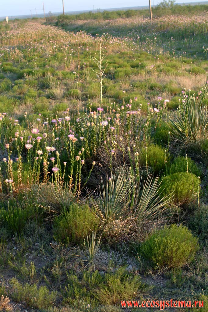 Васильки (Centaurea) в полупустыне. Зона степей и пустынь предгорий Кордильер Юго-запада США, штат Нью-Мексико