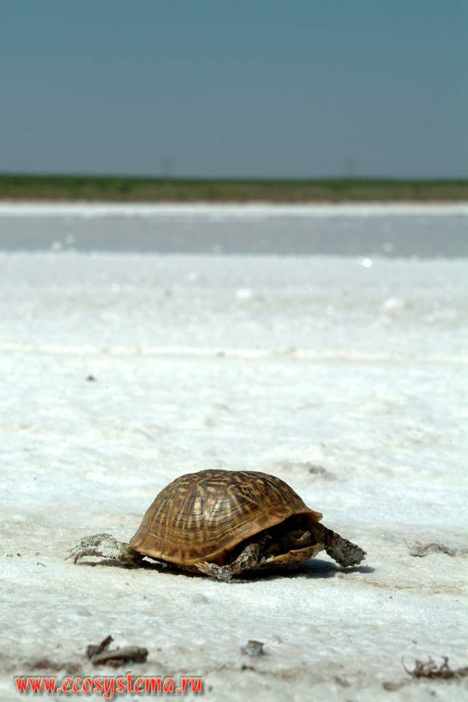 Скелет (панцирь) черепахи на дне соленого озера (солончака).
Зона степей и пустынь предгорий Кордильер Юго-запада США, штат Нью-Мексико