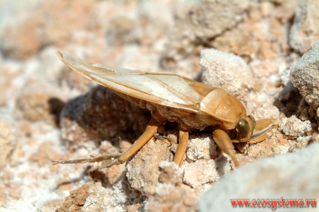 Boat-fly (edible in Mexico) on the dried up salt lake bottom. New-Mexico
