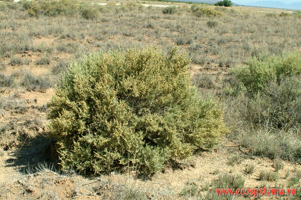 Ксерофитная (суккулентная) растительность в полупустыне. Окрестности Тусона, или Таксона, штат Аризона
Зона степей и пустынь предгорий Кордильер Юго-запада США
