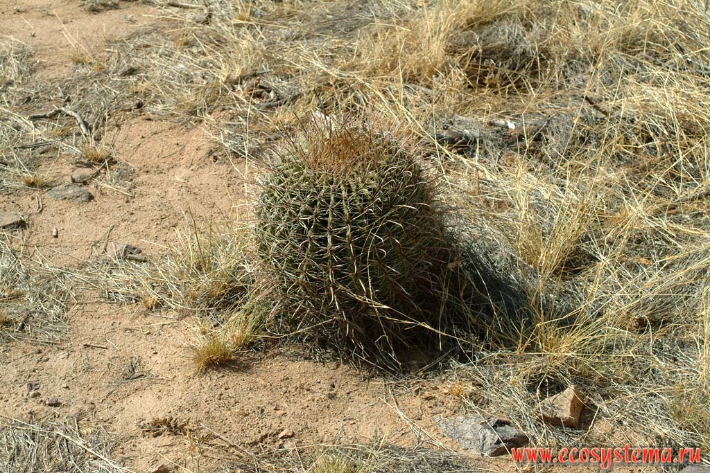 Кактус в пустыне около Тусона, или Таксон (Аризона). Зона степей и пустынь предгорий Кордильер Юго-запада США